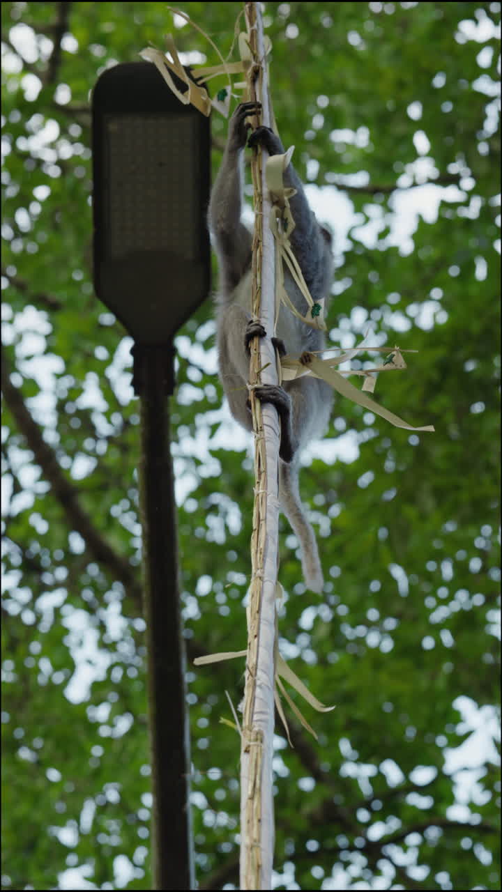 Monkey Climbing on a Rope