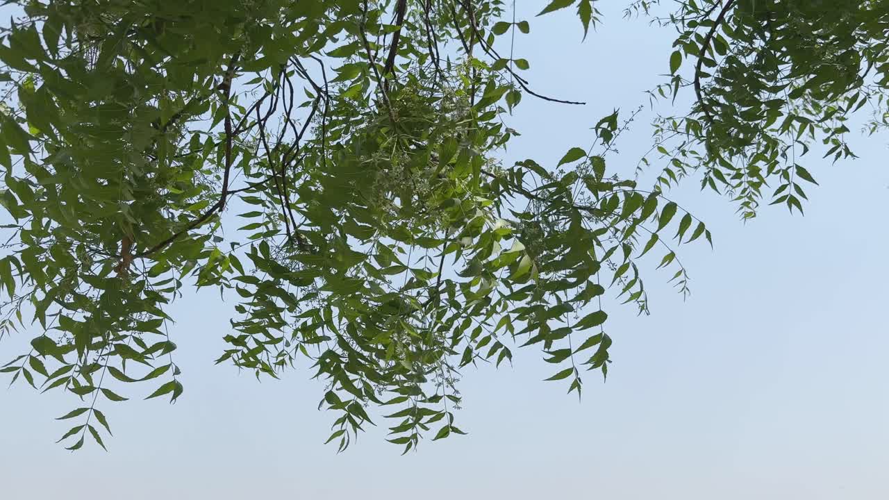 closeup of a branch of neem tree, under the tree of neem