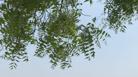 closeup of a branch of neem tree, under the tree of neem