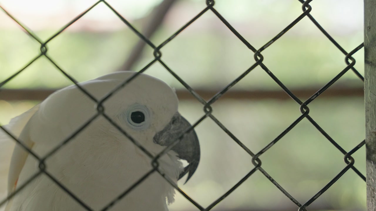 A white cockatoo behind a wire fence, showing its curved beak and bright eye while perched inside an enclosure.