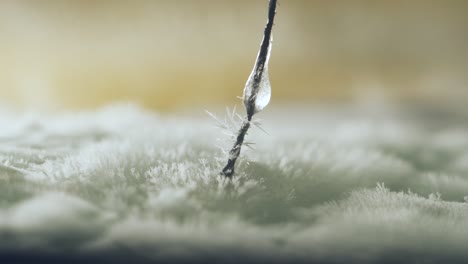 Growing-snow-ice-crystals-from-oversaturated-water-vapor-on-dry-ice-base