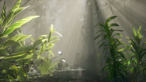 sun shining through trees and fog in a tropical river