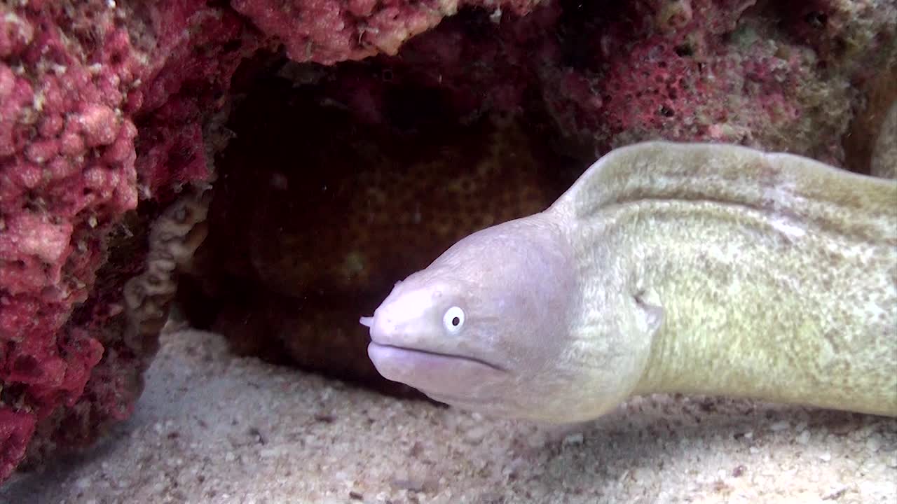 머레이 장어 3번