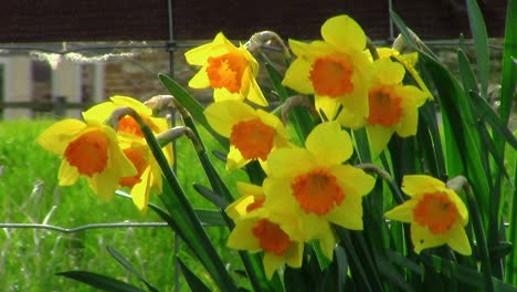 Close-up-of-daffodils-growing-on-a-UK-grass-verge-brightening-up-the-countryside