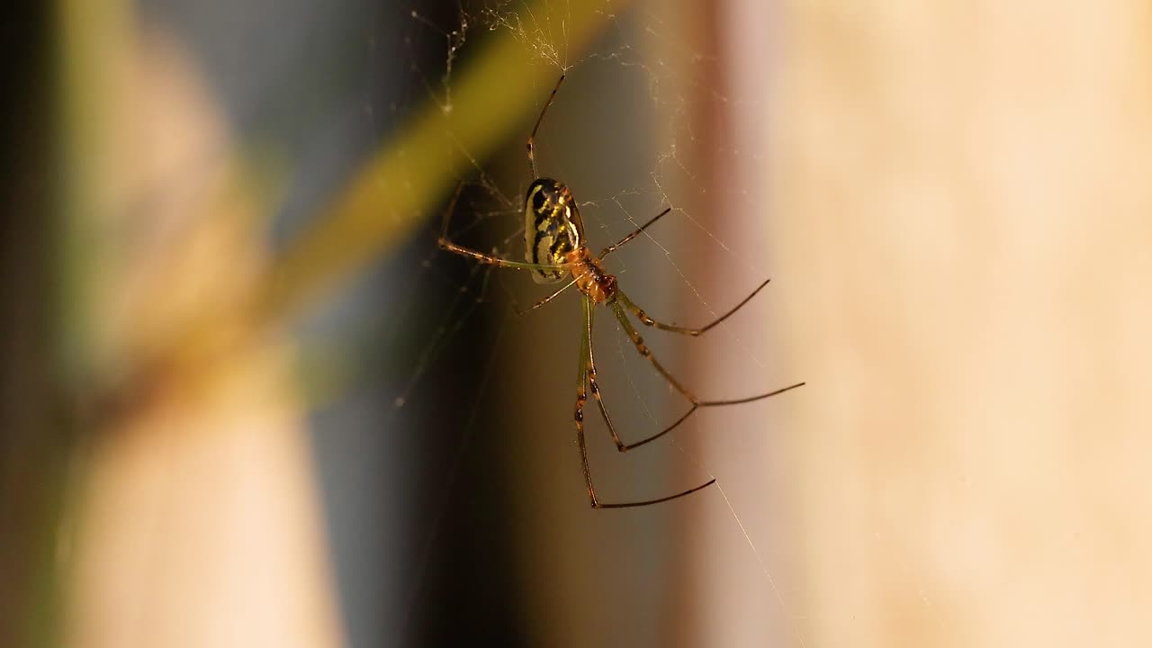 골드 코스트 정원에서 거미줄을 짜는