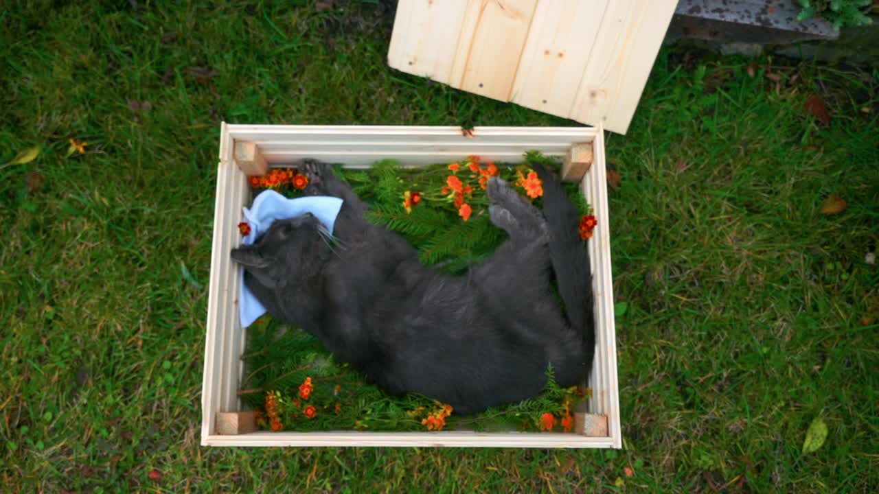 An 18 Year Old Dead Black Cat Placed In A Wooden Casket With Flowers Underneath- Zoom Out Center