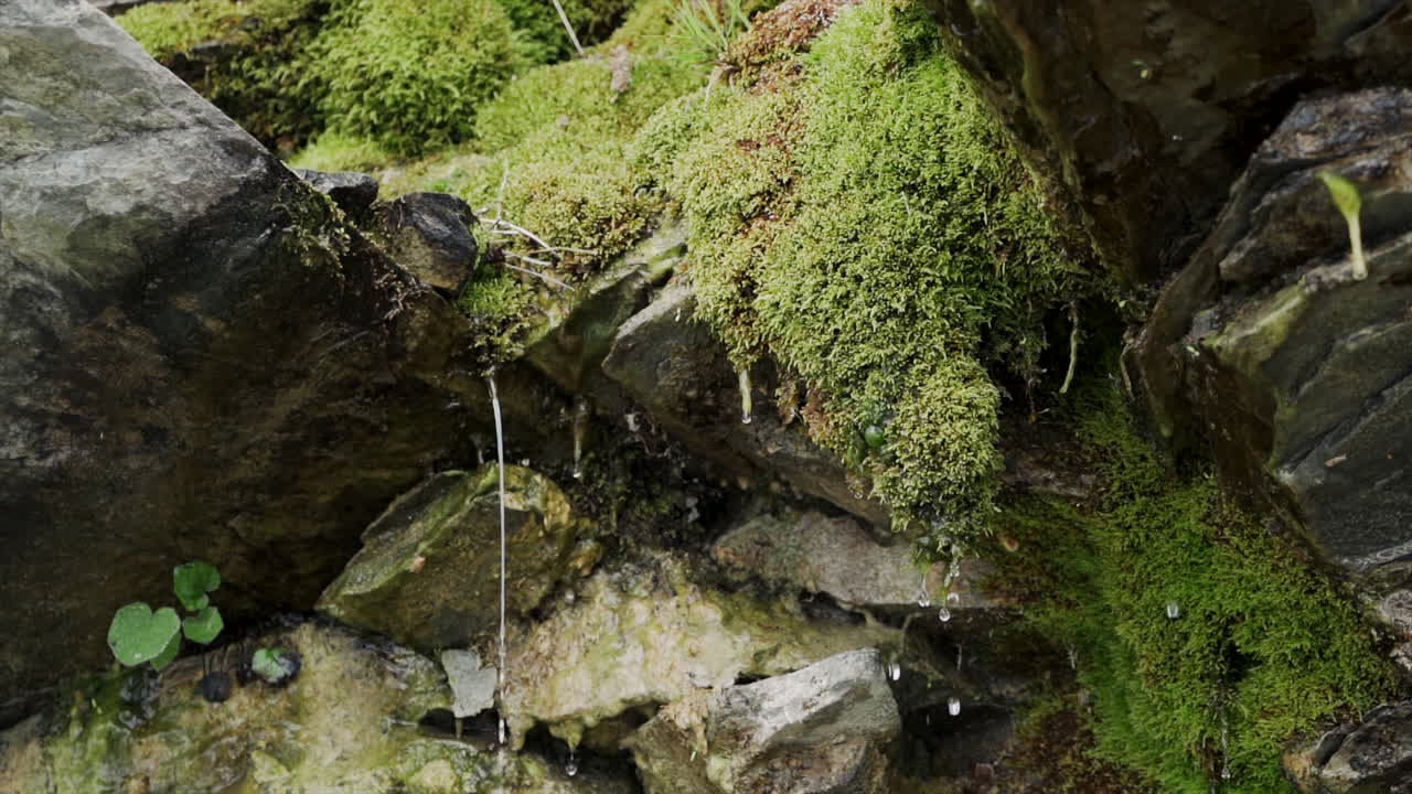 agua goteando de plantas de musgo en la roca en el bosque - cierre a cámara lenta
