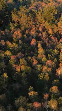 aerial view of mixed forest