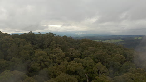 Perspectiva-De-Seguimiento-Aéreo-Avanzando-A-Través-De-La-Atmósfera-Brumosa-Sobre-Un-Bosque