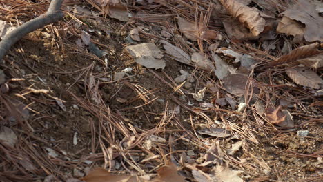 Eurasian-red-squirrel-hiding-nut-under-fallen-leaves-as-reserve-and-smash-paws-storing-place