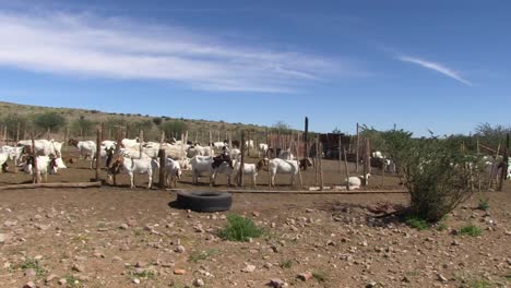 cabras en un kraal informal al borde del desierto