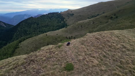 Toma-De-Un-Dron-De-Una-Mujer-Tomando-Un-Descanso-De-Caminar-Con-Su-Perro-Mientras-Las-Vacas-Comen-En-Un-Campo-En-El-Fondo