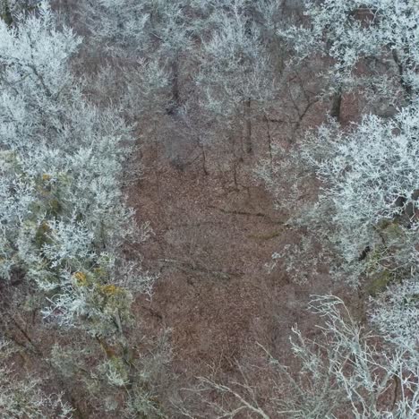 winter forest with frosty trees