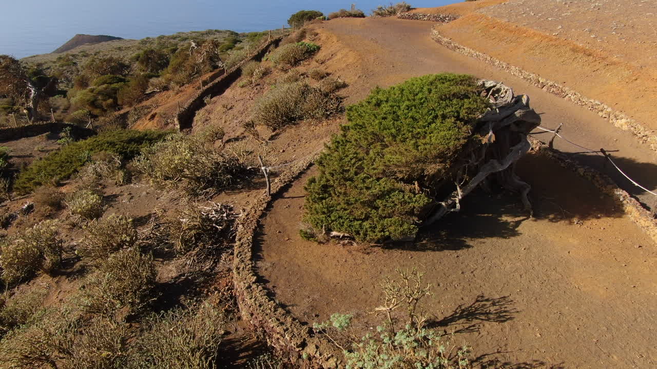 Weathered sabina tree bending against strong winds, showcase of nature's resilience in volcanic landscape of el sabinar on El Hierro island, canary islands, spain