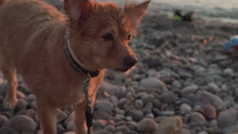 medium sized greek breed kokoni dog close up shot, standing and staring