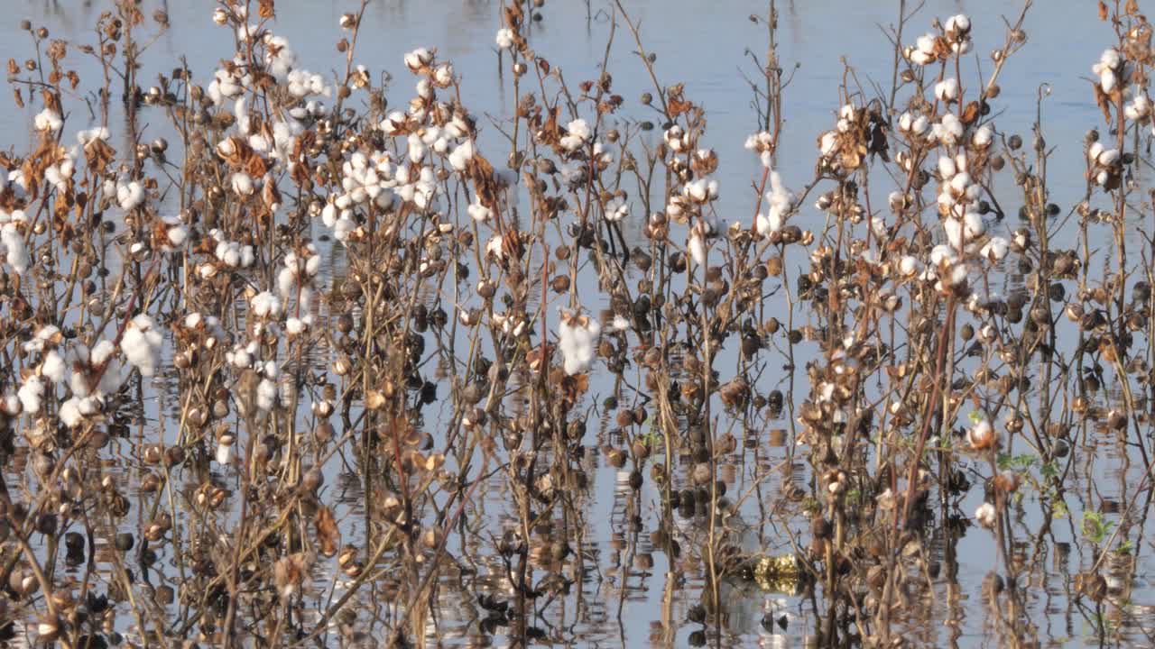 vista de la planta de algodón muerta con cogollos blancos en aguas inundadas en sindh