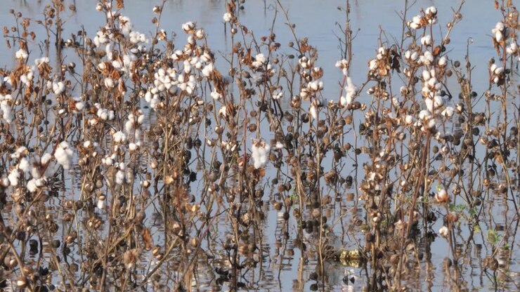 Vista di piante di cotone morte con boccioli bianchi in acque allagate nel Sindh