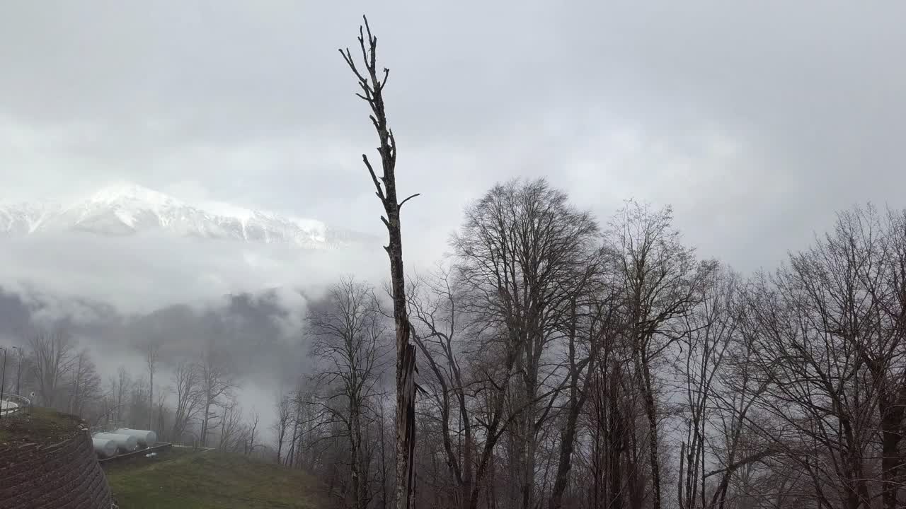죽은 나무 와 함께 안개 산 풍경