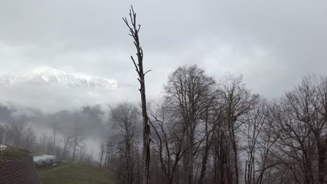misty mountain landscape with dead tree