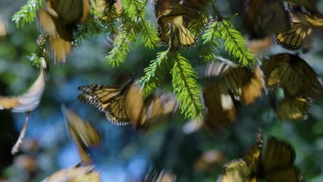 Monarch-Ballet:-Graceful-Butterflies-in-Flight