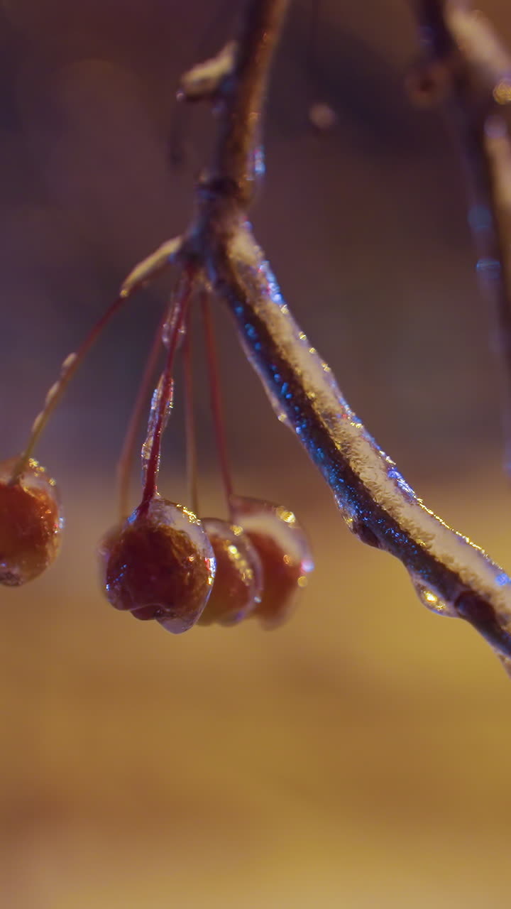 Frost-covered winter berries hang delicately from icy branches, glistening under golden light while fluttering softly in the wind, cars passing by add a blurred