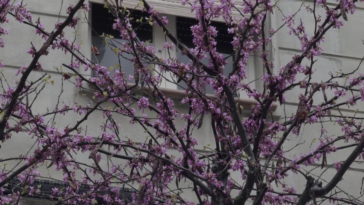 Beautiful Tree With Pink Flowers Blooming In Front Of A White Building