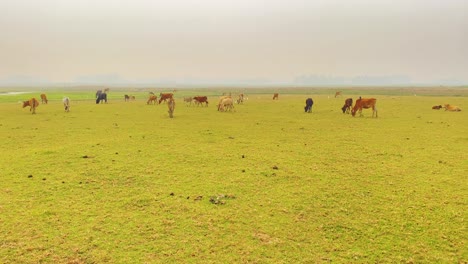 Gruppe-Von-Kühen,-Die-Gras-Auf-Dem-Land-Gegen-Bewölkten-Himmel-Fressen