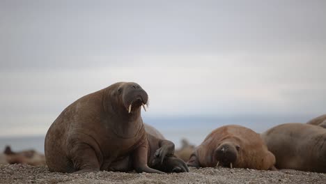 Una-Morsa-Mira-Alrededor-Y-Atrás-Y-Luego-Se-Acuesta-En-La-Playa