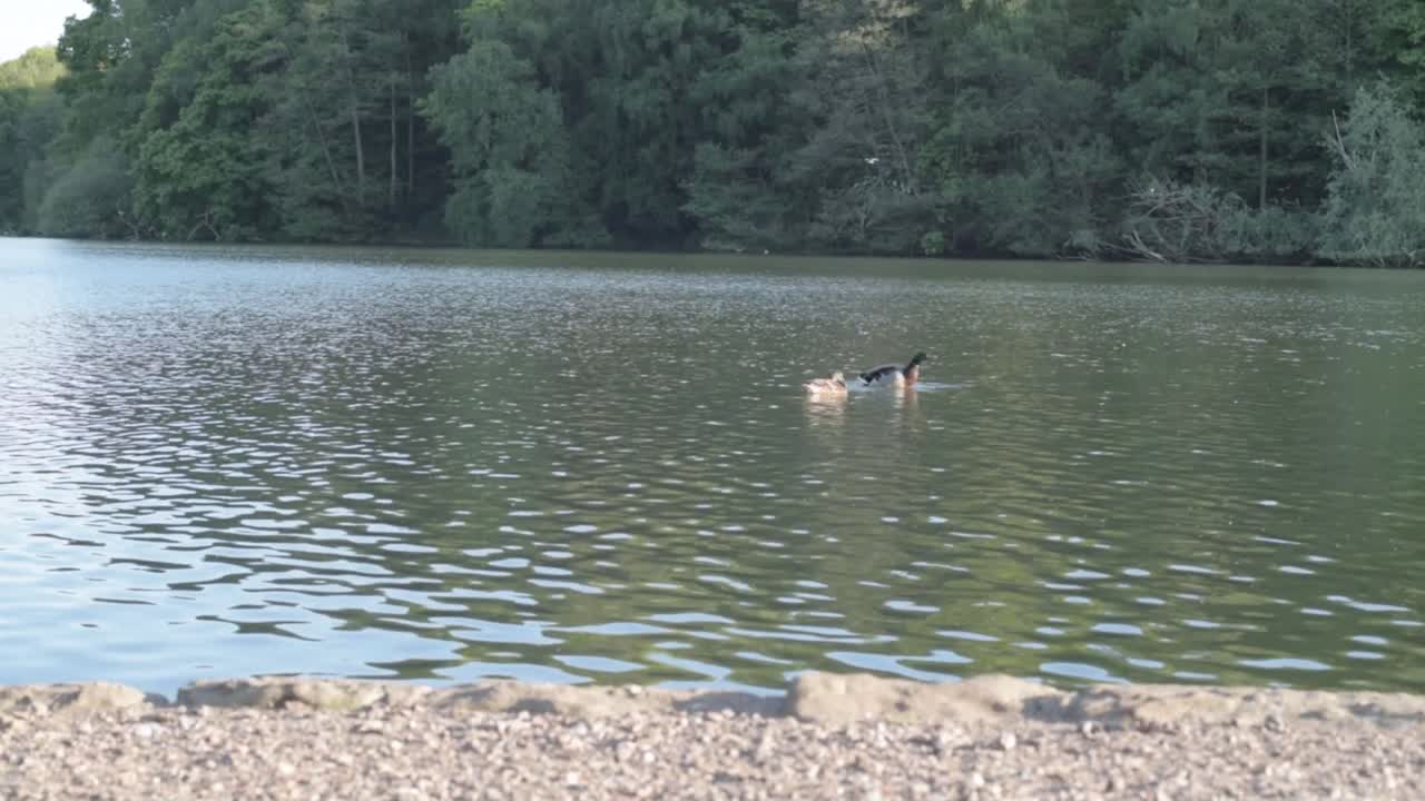 Rippling green lake and forest and two ducks wide tilting shot