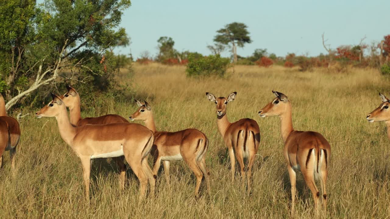 A herd of impala antelopes standing in the green grassland and all looking in one direction, Kruger National Park.