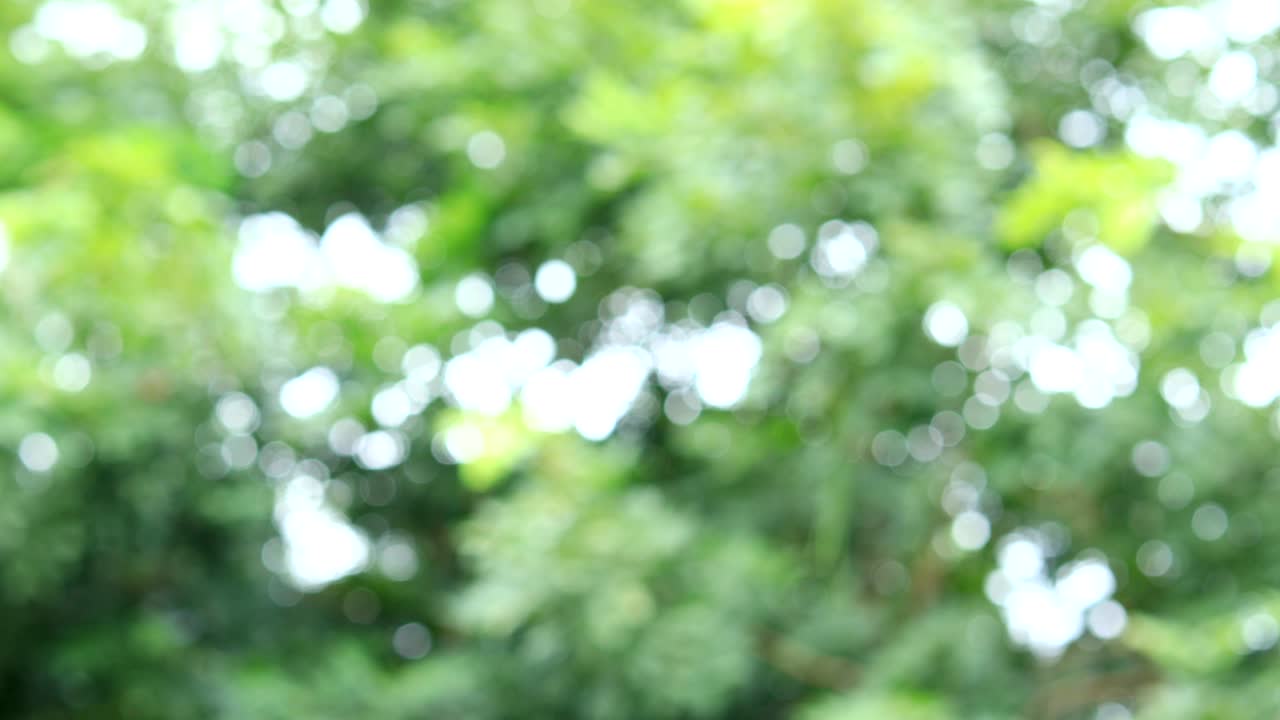 luz verde abstracta naturaleza brillante de efecto luz solar a través del árbol