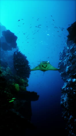 manta ray nadando a través de un arrecife de coral