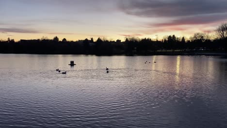 Vista-Tranquila-Del-Paisaje-De-Patos-En-El-Agua-Tranquila-Del-Lago,-Al-Atardecer