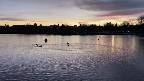 tranquil landscape view of ducks on calm lake water, at sunset