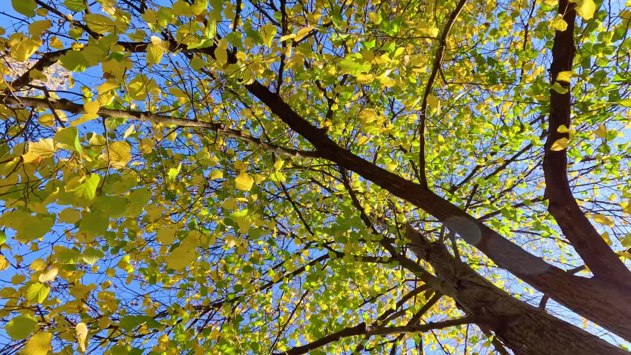 은 파란 하늘 아래 다채로운 가을 잎자루