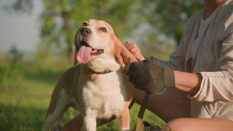 close-up of dog owner rubbing dog s head with grooming glove under warm sunlight, dog s tongue hanging out in joy, background featuring blurred lush greenery