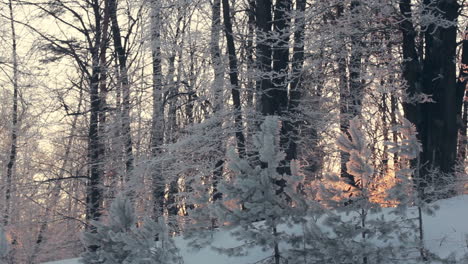 panorama of winter forest. snowy winter forest. trees covered by snow