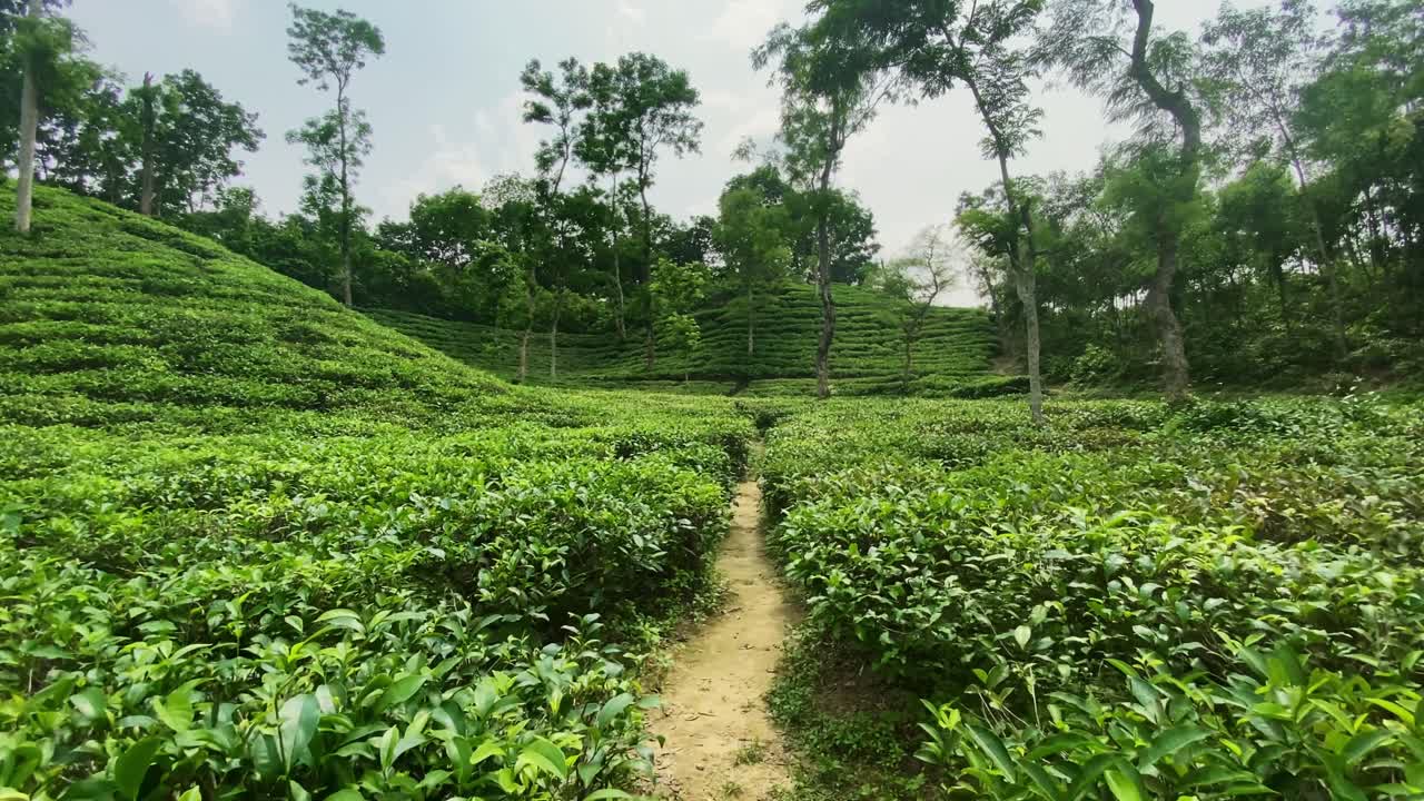 Tea Garden Landscape