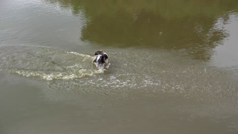 Nilgans--Fliegen-Im-Wasser-Schwimmen