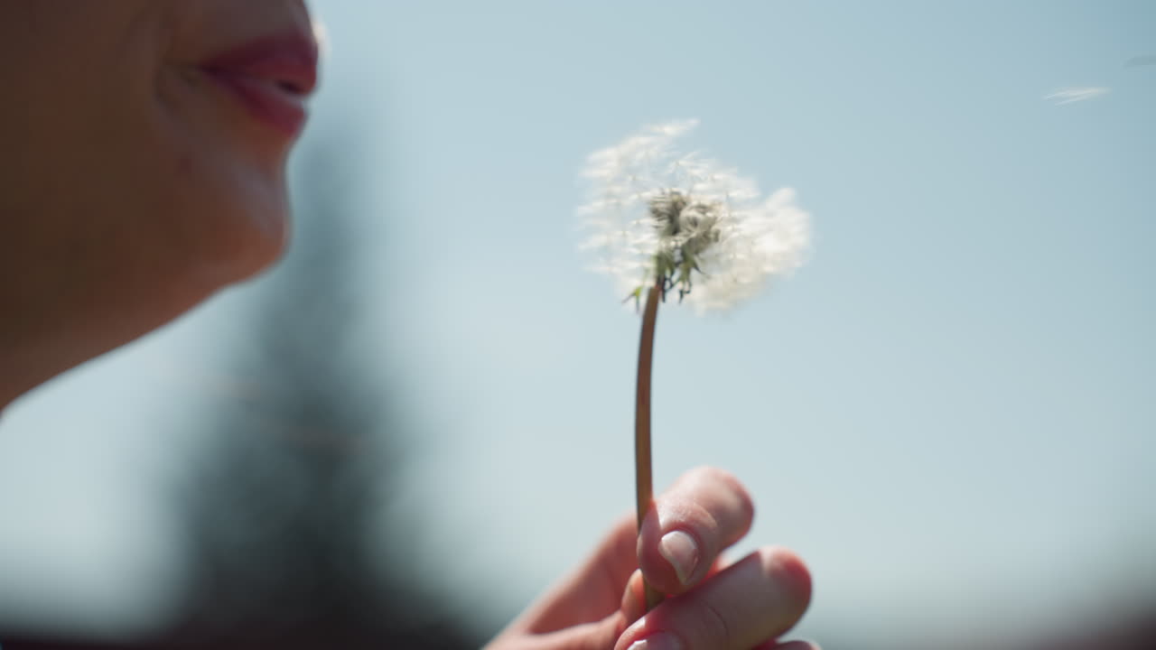 Side view of young student gently blowing dandelion puff while holding stem under clear blue sky, sunlight highlighting lips, seeds ready to drift over serene scene, capturing seasonal magic