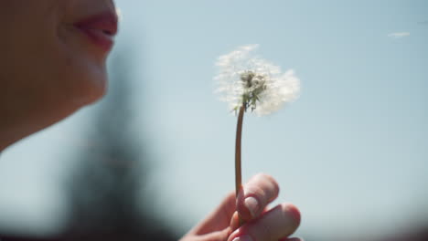side view of young student gently blowing dandelion puff while holding stem under clear blue sky, sunlight highlighting lips, seeds ready to drift over serene scene, capturing seasonal magic