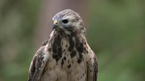 Porträtaufnahme-Eines-Wilden-Mäusebussards-Mit-Schwarzen-Augen,-Die-Nach-Beute-Gucken,-Nahaufnahme-In-Zeitlupe