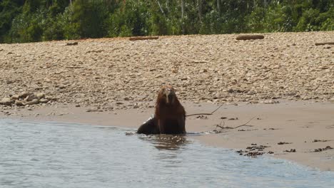 sentado a lo largo de la orilla del río de la selva, un carpincho macho mira alrededor del banco de arena
