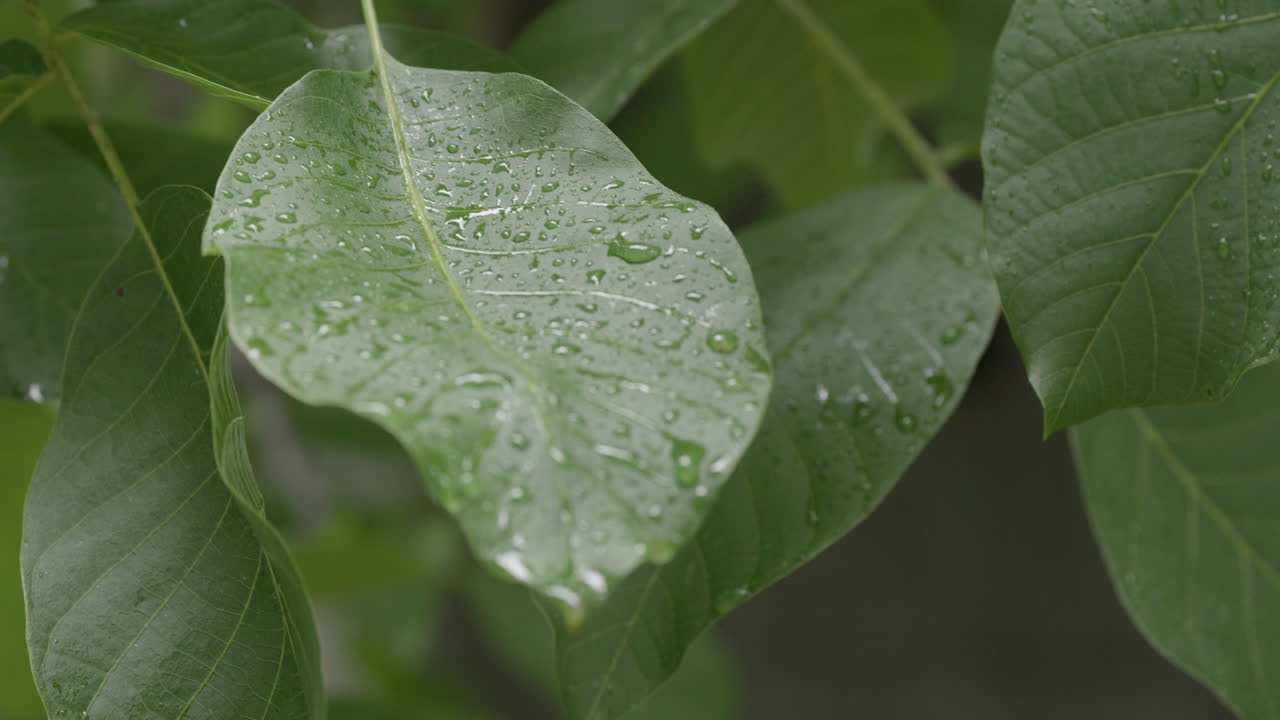 The leaves of a walnut tree sway in the wind after rain