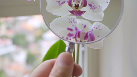 slow motion close up on hand holding magnifying glass on orchids