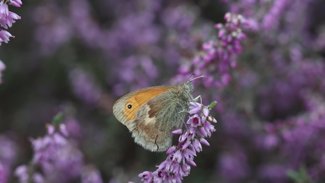 En Engrandøje (Coenonympha pamphilus), der hviler på lyng (Calluna vulgaris) sidst på sommeren. Storbritannien.