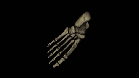 hologram screen of structure of bones in a human foot - loop