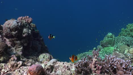 Blick-Auf-Ein-Korallenriff-Mit-Schwimmenden-Anemonenfischen-In-Der-Mitte-Mit-Blauem-Meereshintergrund