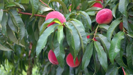 Vista-Giratoria-De-Duraznos-Rojos-Maduros-Colgando-De-Un-árbol-1