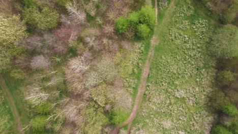 4K-willow-cathedral-live-sculpture-made-of-willow-trees-in-Taunton-Somerset,-60fps-drone-moving-forward-over-the-tree-cathedral